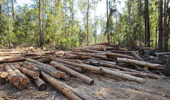 森林采伐更新管理辦法